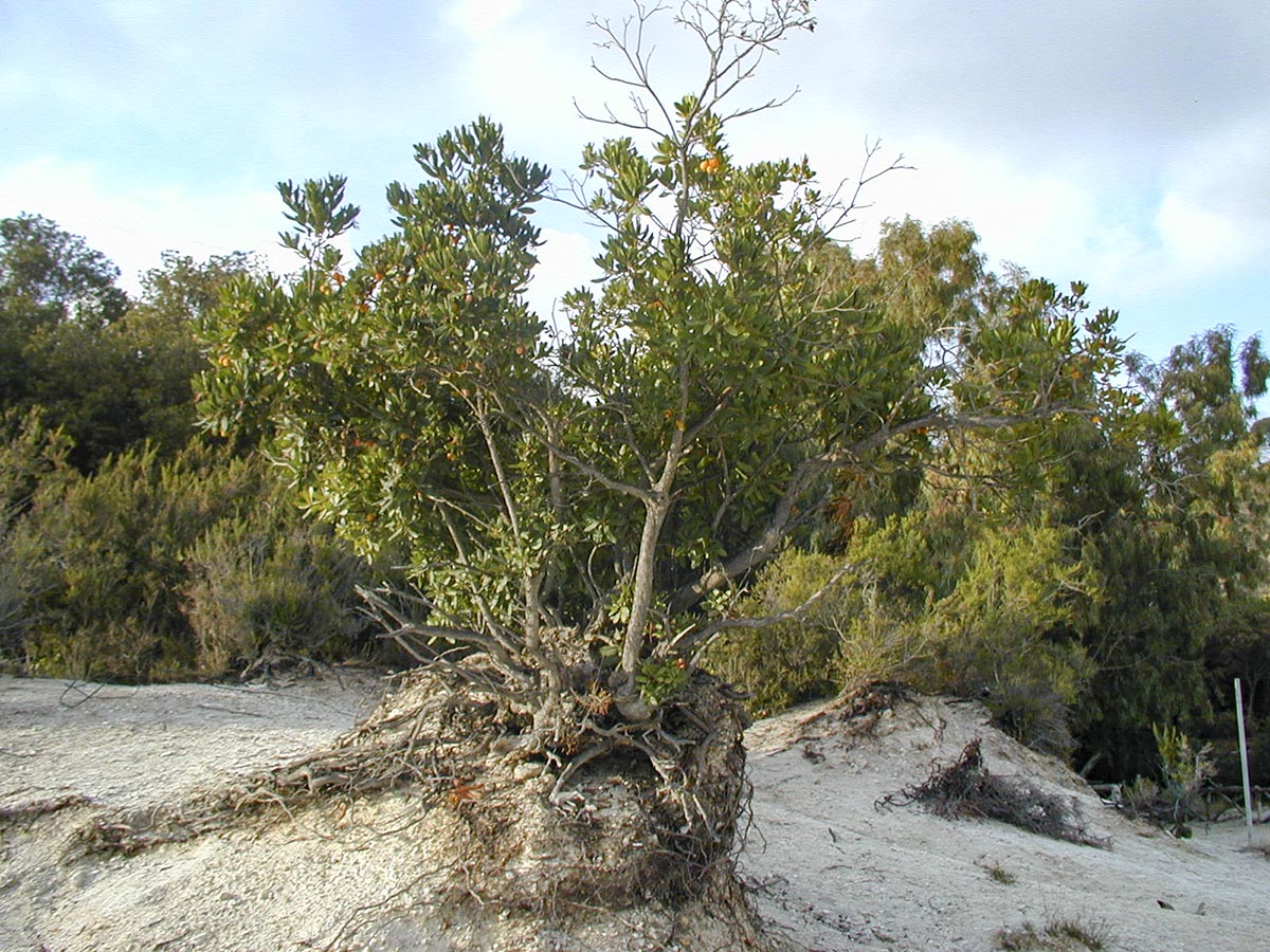 Arbutus unedo